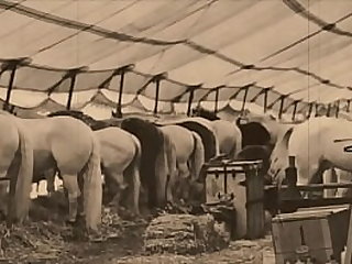 free video gallery dark-lantern-entertainment-presents-the-dragonfly-37245